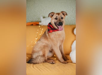 Hundemädchen Mila sucht Familie