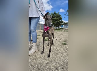 Guapina, möchte endlich ein Zuhause