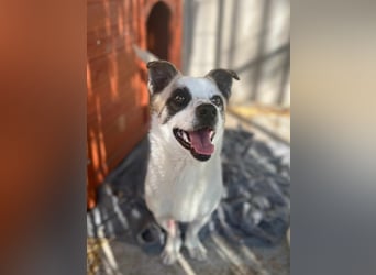 Mikey, geboren 30.03.2023, 29cm sucht sein Körbchen