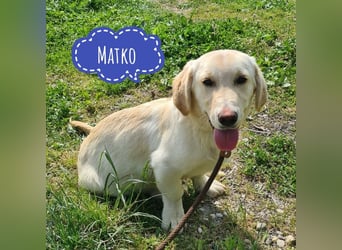Matko ein absoluter Engel