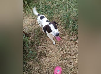 Billy - freundlicher, verträglicher, verspielter kleiner Rüde / z.Zt. noch in Rumänien