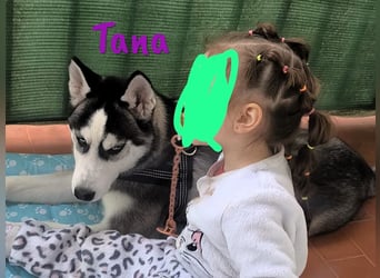 Tana geb. 11/2024 (ESP) - neugierige und sportliche, wunderschöne Husky Junghündin!