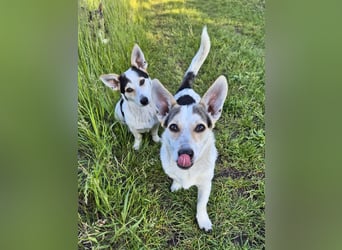 Mara und Max suchen ein Zuhause
