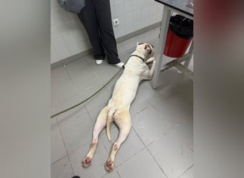 Casper sucht sein Für-immer-Zuhause oder Pflegestelle