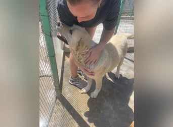 Und dann kam BAILEY - ein liebevoller Hundeopi mit trauriger Vergangenheit sucht endlich sein Glück