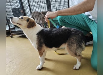 Irena - wird sie je ein Frauchen finden???