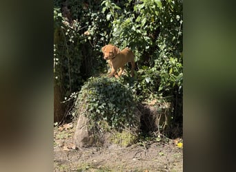 Wunderschöner reinrassiger Vizsla Welpe