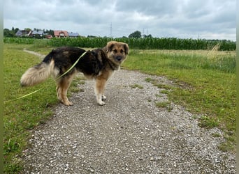 Betty, sehr liebe , ruhige und intelligente Hündin sucht Traumplatz