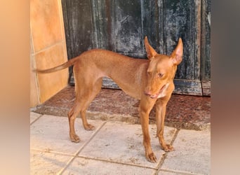 Charmante LOVANI-sehr sozial, liebt Mensch und Hund und wartet sehnsüchtig auf ihr schönes Zuhause