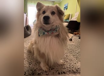 Joey SR - kleiner Kämpfer sucht sein Für-immer-Zuhause