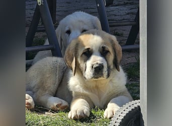 Mittelasiatischer Schäferhund mit stammbaum