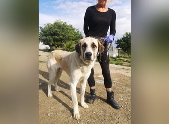 Pancho, ein zarter großer Rüde