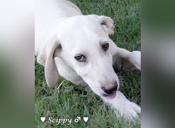 Scippy  und Kea suchen ab sofort ein Zuhause