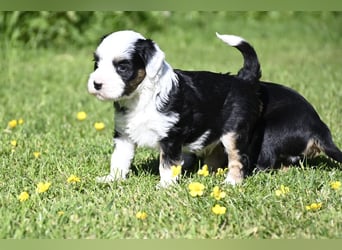 traumhaft hübscher Tibet Terrier Welpen aus erfahrender Zucht  sind geboren dürfen im Juni ausziehen