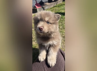 Zauberhafte Pomsky Welpen suchen ihr neues Zuhause! (ab 22.05.2025)