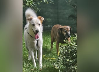 Lustiger Felix sucht ein aktives Zuhause