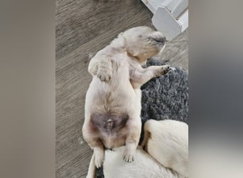 Golden Retriever, rüde aus verantwortungsvoller Zucht