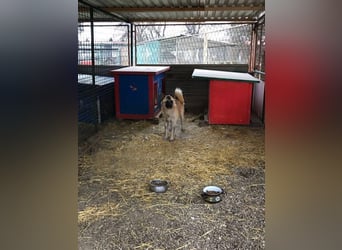Juan: schüchterner Rüde
