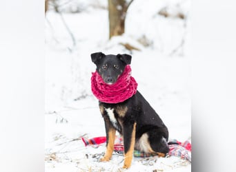 Border Collie Mischling Chunja sucht ein Zuhause