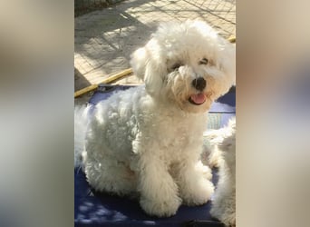 Bichon frise Welpen bildschön - suchen im Juli ein liebes Zuhause