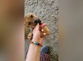 DENNIS - die kleine Knutschkugel