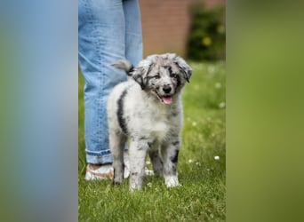 Süße Border Collie -Mudi mix Welpen