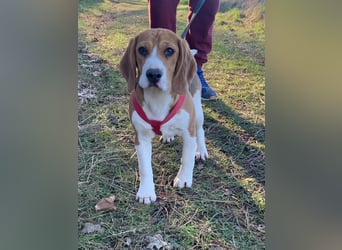 Beagel Hundin