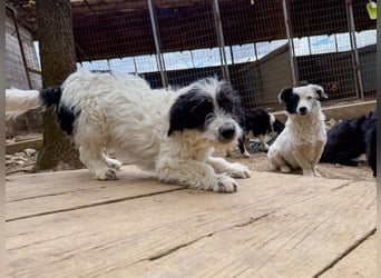 Herziger KELVIN sucht Kuschelpartner fürs Leben