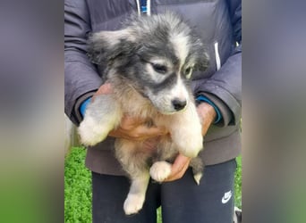 Tiara ❤️ aufgewecktes Husky-Mix Mädl