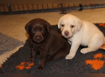 Unsere bildhübschen, vitalen Labradorwelpen sind gelandet!