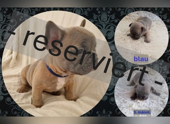 Französische Bulldoggen Welpen