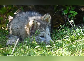 Zuchtstätte Silberglanz- C-Wurf / Alaskan Malamute Welpen - 3 Weibchen/2 Rüden