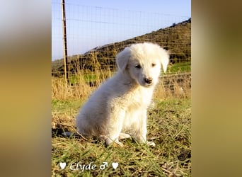 Ivy und Bonnie und Clyde suchen ein Zuhause