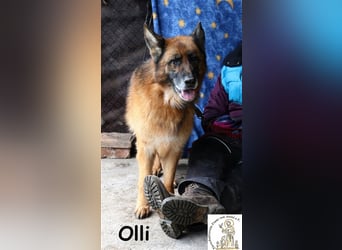 Olli - die bildschöne Schäferin