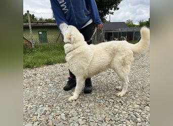 Jelko ein toller Kerl