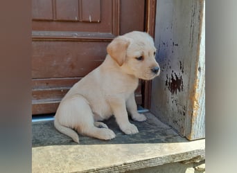 Reinrassige Labradorwelpen