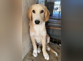 Gipsy, geb. ca. 04/2025, lebt in GRIECHENLAND, im städt. Tierheim Serres