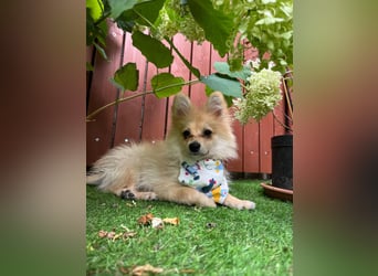 Scotty SR - quirliger Mini-Spitz sucht aktives Zuhause mit Herz