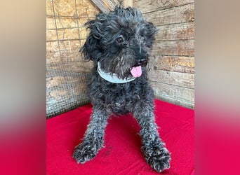 superlieber Kuschelhund MAILO - 2,5 Jahre, 45cm/14kg - Puli-Schnauzer-Mix