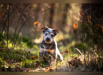 Australian cattle dog hundin