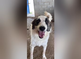LEVI sucht ein Zuhause
