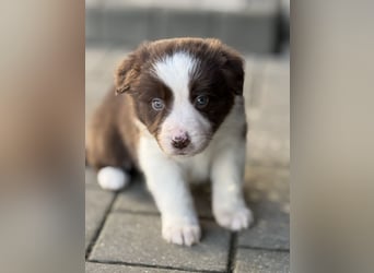 Wunderschöne Border Collie Welpen