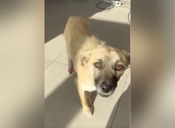 Celina - liebe, menschenbezogene und katzenverträgliche Hündin / z.Zt. noch in Rumänien