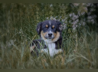 Bezaubernde Australian Shepherd Welpen