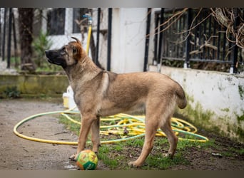 Nala - sportlich und freundlich