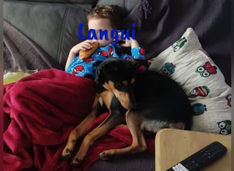 Langui 02/2024 (ESP Pflegestelle) - kinderlieber, verschmuster, witziger und kluger Bodeguero!