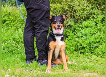 Jackie, Mix Jack Russel Terrier / Border Collie