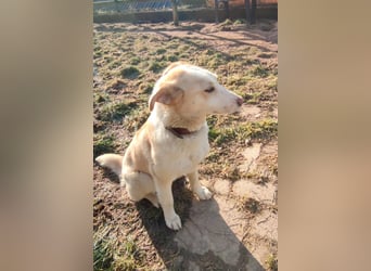 Hilde - wartet in der Eifel