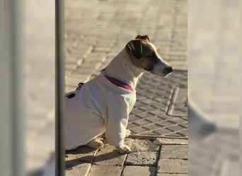 Jack Russel Hündin Fika