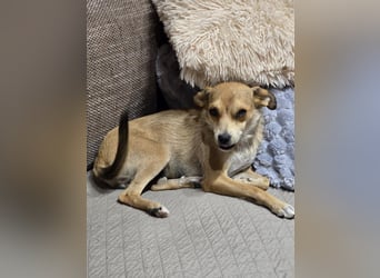Pixie - Zarte Mama sucht ein eigenes Körbchen